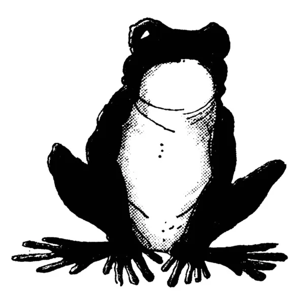 Una Representación Típica Rana Que Cuerpo Corto Anfibios Sin Cola — Vector de stock