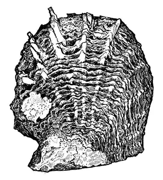 Figura Mostra Guscio Ostrica Realizzato Carbonato Calcio Materiale Organico Linea — Vettoriale Stock