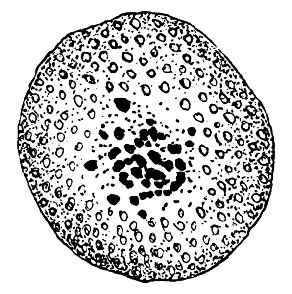 Figura Que Muestra Formación Cyclospora Cayetanensis Huevo Célula Parásito Coccidiano — Archivo Imágenes Vectoriales