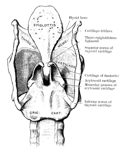 Cartilagens Ligamentos Laringe Visto Por Trás Com Suas Partes Rotuladas — Vetor de Stock