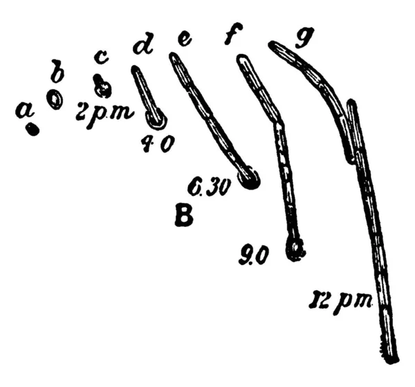 Représentation Typique Des Différentes Phases Germination Des Spores Bacillus Ramosus — Image vectorielle