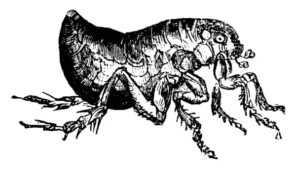 翼のない昆虫や寄生虫であるノミの典型的な表現 彼らは強い爪を持っており 彼らの足は毛で覆われています ヴィンテージライン図面や彫刻イラスト — ストックベクタ