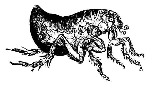 Uma Representação Típica Pulgas Que São Insetos Parasitas Sem Asas —  Vetores de Stock