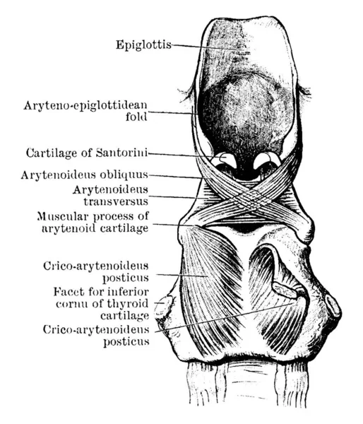 Dissecção Dos Músculos Parede Posterior Laringe Figura Rotulada Com Suas — Vetor de Stock