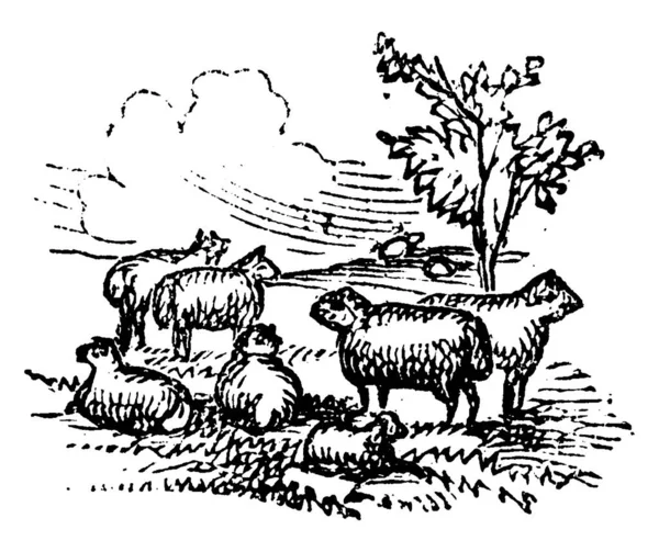Group Sheep Sheep Farm Animal Thick Wool Eats Grass Kept — Stock Vector