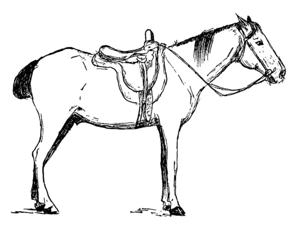 乗馬や輸送に使用される国内馬 馬Equus Ferus Caballusは Equus Ferusの2種の亜種のうちの1つである 分類学上の科に属する奇数羽のアングル科の哺乳類です — ストックベクタ
