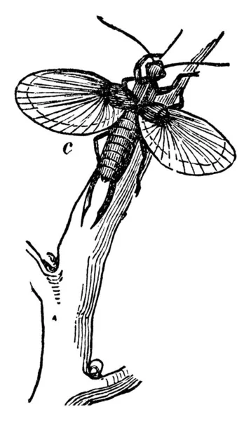 Earwigs Doslova Nazývané Jako Kožená Křídla Protože Hmyz Charakterizován Membranózní — Stockový vektor