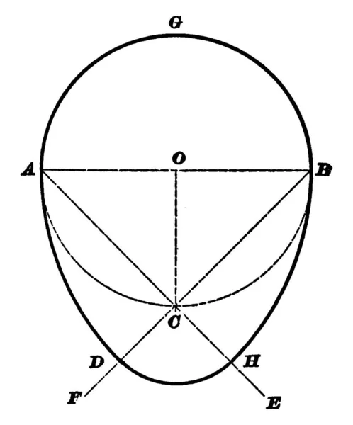 Oval Sau Ovoid Este Orice Curbă Care Arată Sau Elipsă — Vector de stoc