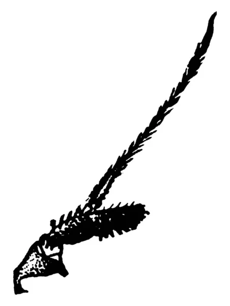 Káposztaféreg Phorbia Brassicae Faj Antennája Vékony Megnyúlt Szőrrel Vintage Vonalrajzzal — Stock Vector