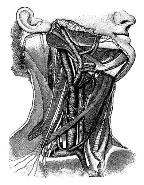 Los Vasos Sanguíneos Del Cuello Mostrando Arteria Carótida Vena Yugular — Vector de stock