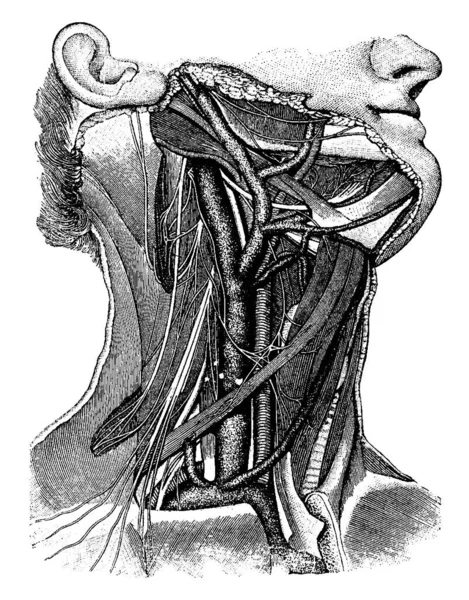Bloedvaten Van Nek Waarop Halsslagader Halsslagader Aan Rechterkant Met Een — Stockvector