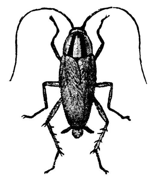 Insecto Crotón Adulto Dibujo Línea Vintage Ilustración Grabado — Archivo Imágenes Vectoriales