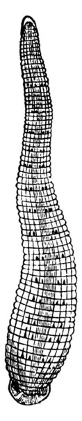 거머리는 포식성 벌레로 구성되어 있으며 아넬리아 Annelida 분류인 Hirudinea — 스톡 벡터