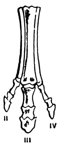 Typowa Reprezentacja Kolejnych Etapów Modyfikacji Stóp Wymarłych Form Zwierząt Koniowatych — Wektor stockowy