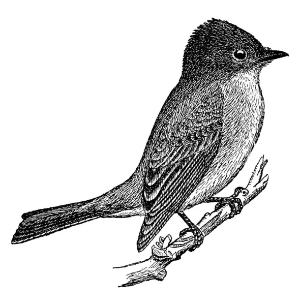 Типичное Изображение Птицы Фиби Сидящей Ветвях Дерева Рисунок Винтажной Линии — стоковый вектор