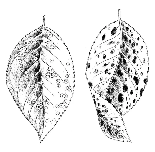 梨树叶上布满了小的斑点状植物 是一种胆石 有古老的线条画或雕刻图解 — 图库矢量图片