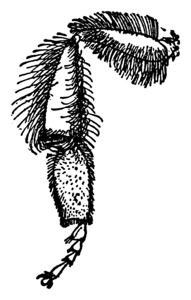 Apisの後ろ足の典型的な表現 化合物の毛で覆われている ヴィンテージライン図面や彫刻イラスト — ストックベクタ