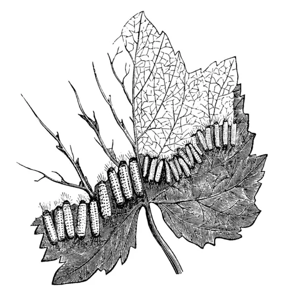 Pocas Larvas Arrastrándose Sobre Una Hoja Uva Con Distintas Manchas — Vector de stock