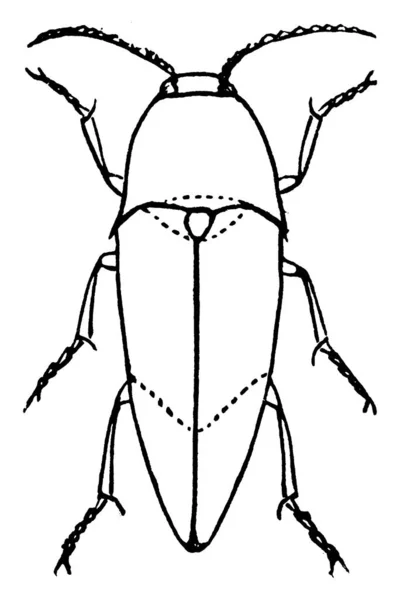 科内の昆虫は一般的にクリックカブトムシと呼ばれています 甲虫の一種で その背中に置かれると 空気中で足の上に湧き出し クリック音 ヴィンテージの線画や彫刻のイラストを生成します — ストックベクタ