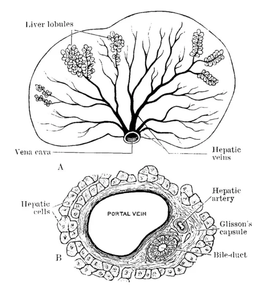 Máj Szerkezete Májlebenyek Elrendeződése Májvéna Sublobuláris Ágai Körül Felső Képen — Stock Vector