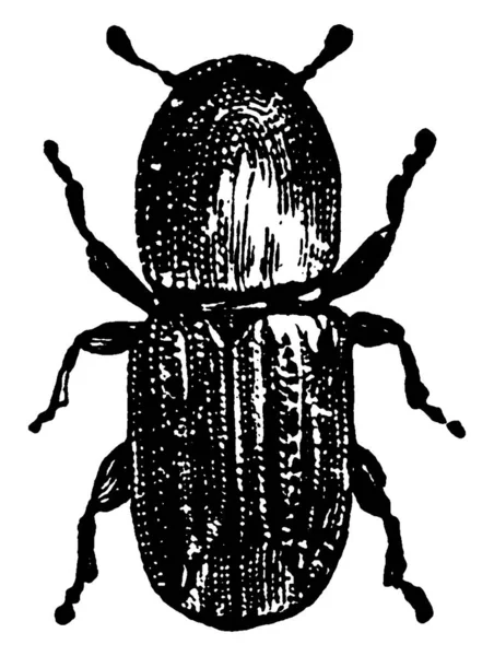 Scarabei Corteccia Membri Molto Specializzati Della Vera Famiglia Weevil Disegno — Vettoriale Stock