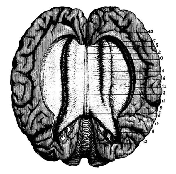 カルパス カロサム ヴィンテージライン ドローイング 彫刻図を示す脳の中央部の横断面図 — ストックベクタ