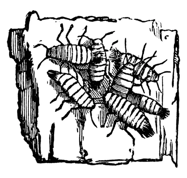 Imagen Woolly Apple Louse Schizoneura Lanigera Muestra Grupo Especímenes Corteza — Archivo Imágenes Vectoriales