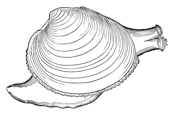 Almeja Molusco Bivalvo Criatura Marina Con Una Cáscara Dos Partes — Archivo Imágenes Vectoriales