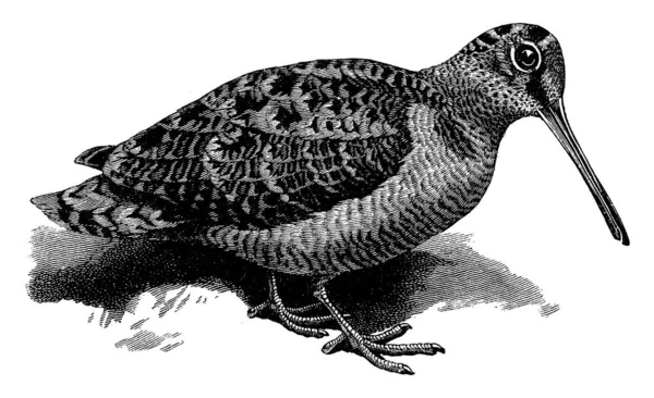 Woodcock Είναι Ένα Μικρό Παχουλό Είδος Της Οικογένειας Scolopacidae Επίσης — Διανυσματικό Αρχείο