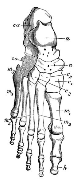Костям Человеческой Ноги Относятся Клиновидные Кости Кубовидная Кость Плюсневая Кость — стоковый вектор