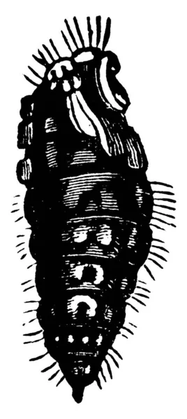 Рисунке Изображена Самка Вапорер Моль Notolophus Leucostigma Видов Меньшей Головой — стоковый вектор