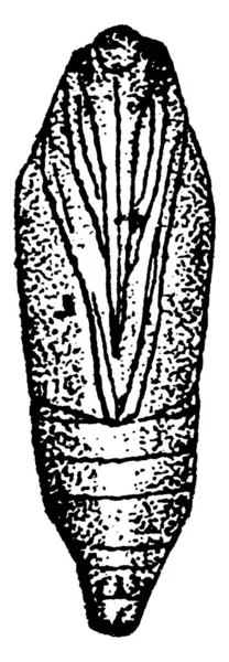 Pupa Середземноморського Борошно Молі Вид Ephestia Kuhniella Подібними Маркуваннями Передній — стоковий вектор