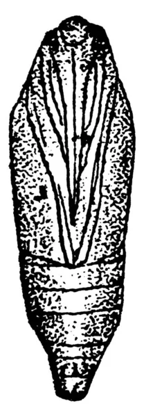 Pupa Des Mittelmeermehlmotten Ephestia Kuhniella Mit Förmigen Markierungen Vorderen Teil — Stockvektor