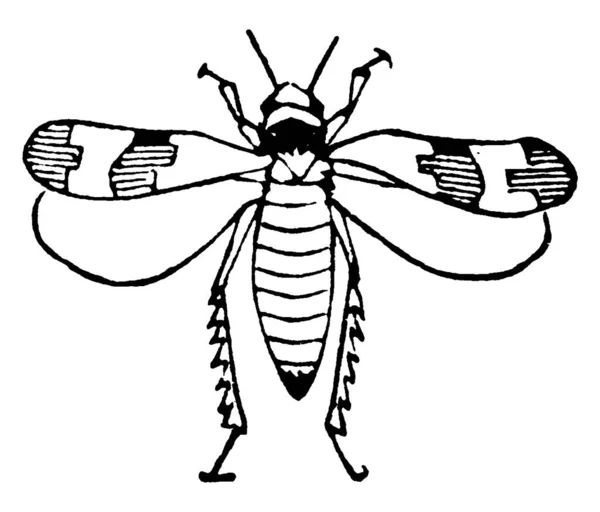 ホッパー ヴィンテージライン図面や彫刻イラストのシカデルライデ家の昆虫 — ストックベクタ