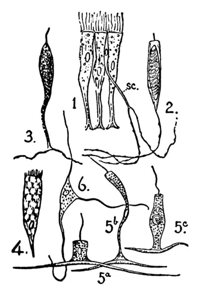 一种阿替尼人触须上皮部分的典型表现 表现为3个支持细胞和1个感受器细胞 一个有闭锁线虫囊的成虫细胞 以及其他的老式线条画或刻字图解 — 图库矢量图片