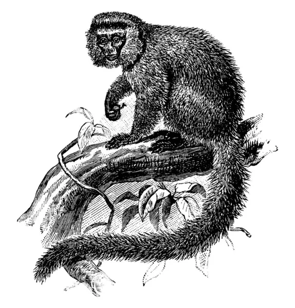 Marmoset Mono Sudamericano Sentado Las Ramas Del Árbol Carece Muelas — Archivo Imágenes Vectoriales