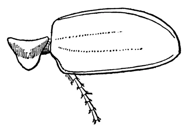 5月のビートルは 6月の虫としても知られている光沢のある翼のカバーを持つ赤褐色の甲虫です この図は 5月のビートルのMesothorax ヴィンテージライン図面や彫刻イラストを表します — ストックベクタ