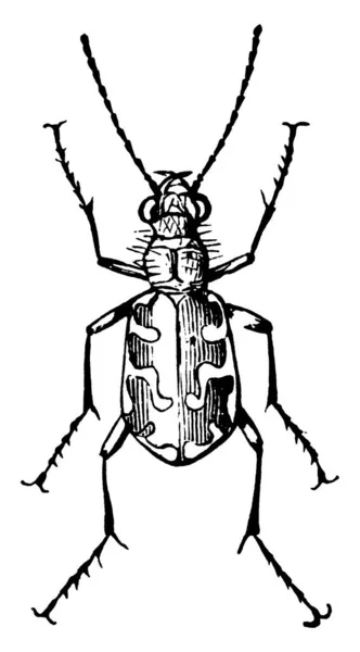 平均して約1インチの長さ ヴィンテージラインの描画や彫刻イラストである小さな前駆虫甲虫の種 — ストックベクタ