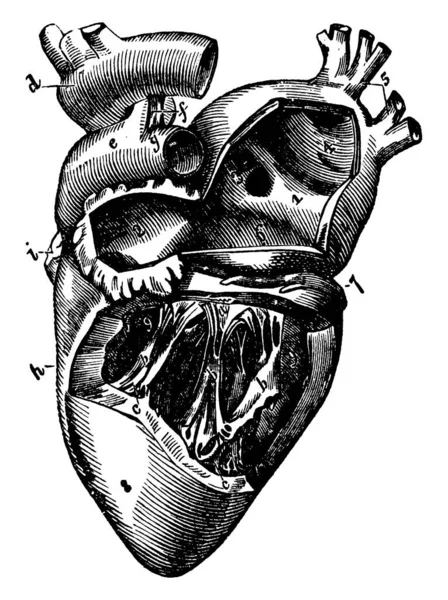 Lato Sinistro Del Cuore Mostrato Nella Figura Che Responsabile Raccogliere — Vettoriale Stock