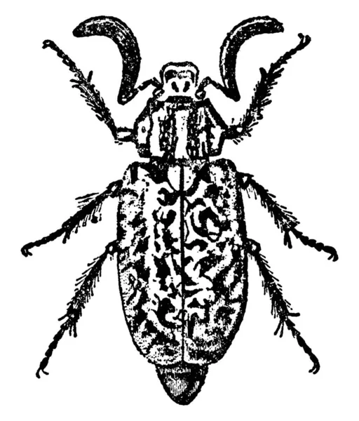 Melolontha Een Keversoort Uit Familie Van Loopkevers Scarabaeidae — Stockvector
