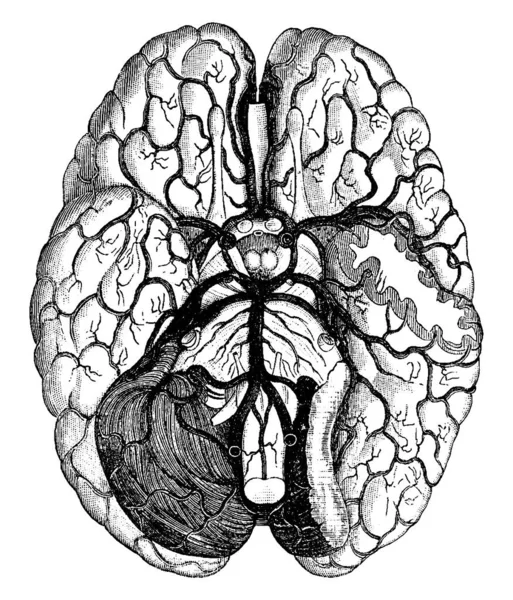 血管の2つの主要なセットを通して脳 および頭皮に血が供給されます 脳の根元にある動脈とその枝 ヴィンテージの線画や彫刻のイラストです — ストックベクタ