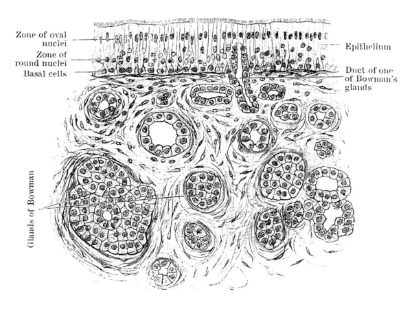 점막을 통과하는 부분들 타원형 과원형 기저핵 상피등으로 부분들 빈티지 선그리기나 — 스톡 벡터