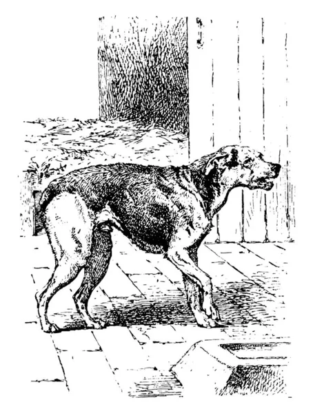 站立犬的图像 正面朝右 老式线条绘图或雕刻插图 — 图库矢量图片