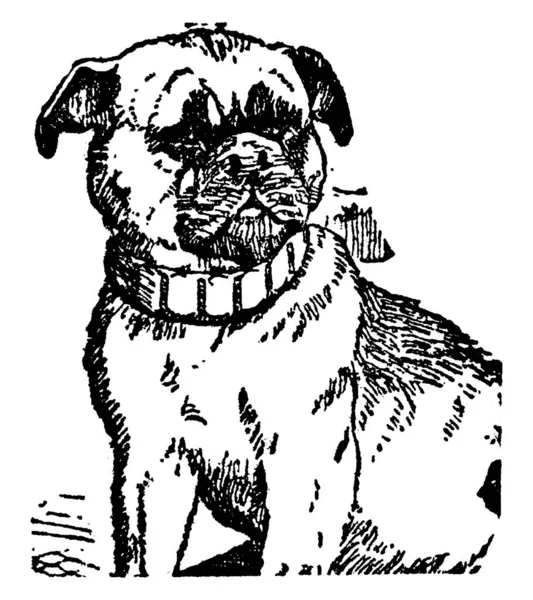 Типове Зображення Домашньої Собаки Коміром Навколо Шиї Дивиться Щось Собаки — стоковий вектор