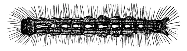 毛毛虫属的毛毛虫 是鳞翅目成员的幼虫阶段 有柔软的身体 能迅速生长在毛皮之间 身体上到处都是毛一样的绒毛 有古老的线条画或雕刻图解 — 图库矢量图片