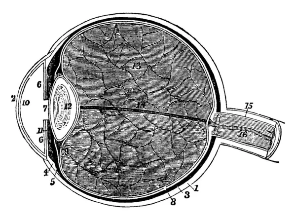 Typické Zobrazení Lidského Oka Částmi Sklerotické Silnější Vzadu Než Vpředu — Stockový vektor