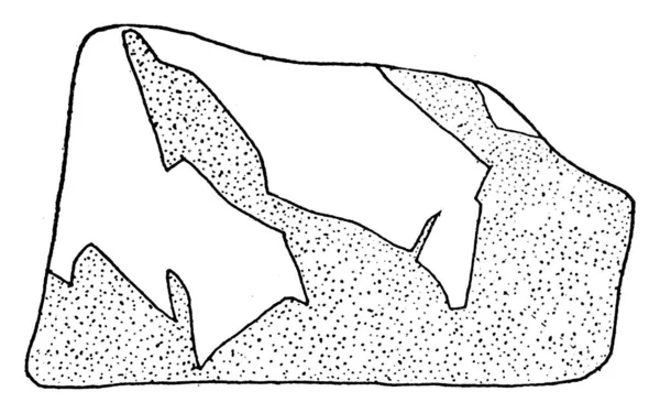 石灰岩の破片で 炭酸カルシウムを主成分とする硬い堆積岩で 線画や彫刻のイラストが施されています — ストックベクタ
