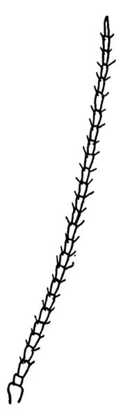 Антена Лапідоптері Покрита Великою Кількістю Волосся Циліарів Вінтажний Малюнок Лінії — стоковий вектор