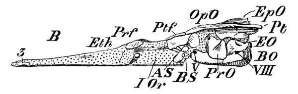 Figura Mostrando Anatomia Interna Crânio Lúcio Uma Espécie Peixe Carnívoro — Vetor de Stock