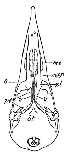 啄木鸟的长圆形病状颅骨 其中一个颚的后部被割除 以显示翼状突起的长长的前凸起 复古线条的绘制或雕刻插图 — 图库矢量图片